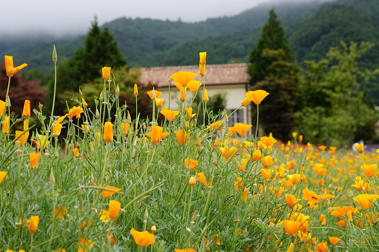 穿越火线CFHD：浩博app详情下载教程流程