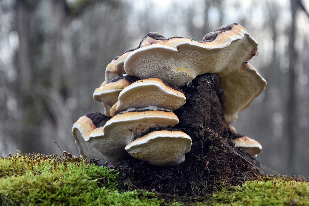 杏运娱乐，注册|海南正规国际商标注册代理