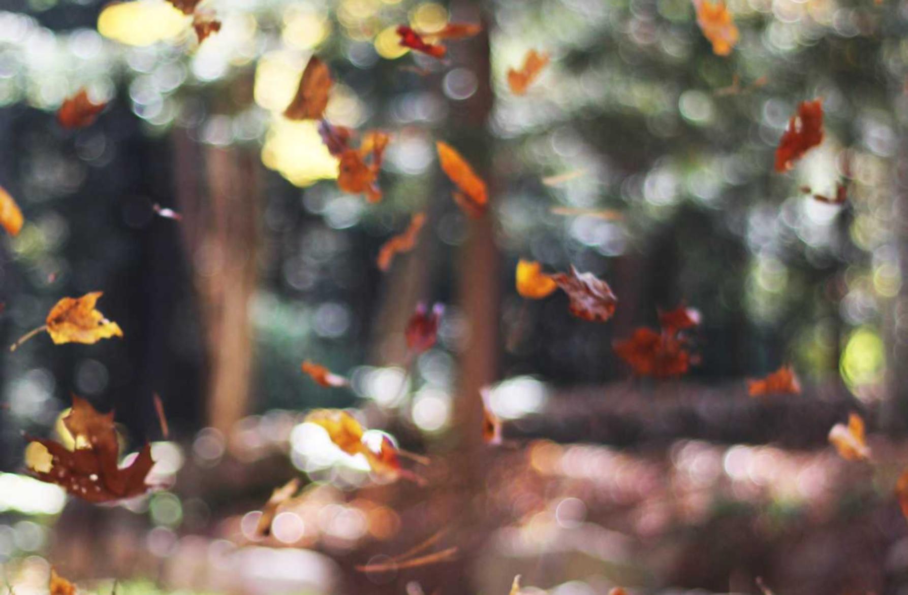 江苏黑猫购买平台